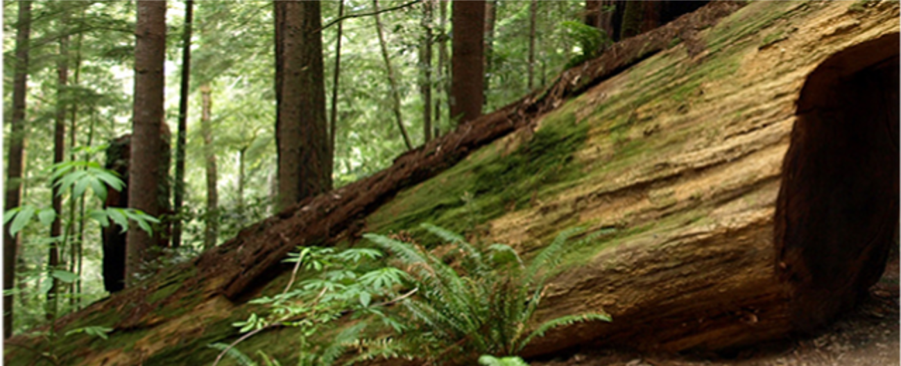 Redwood Payroll Services