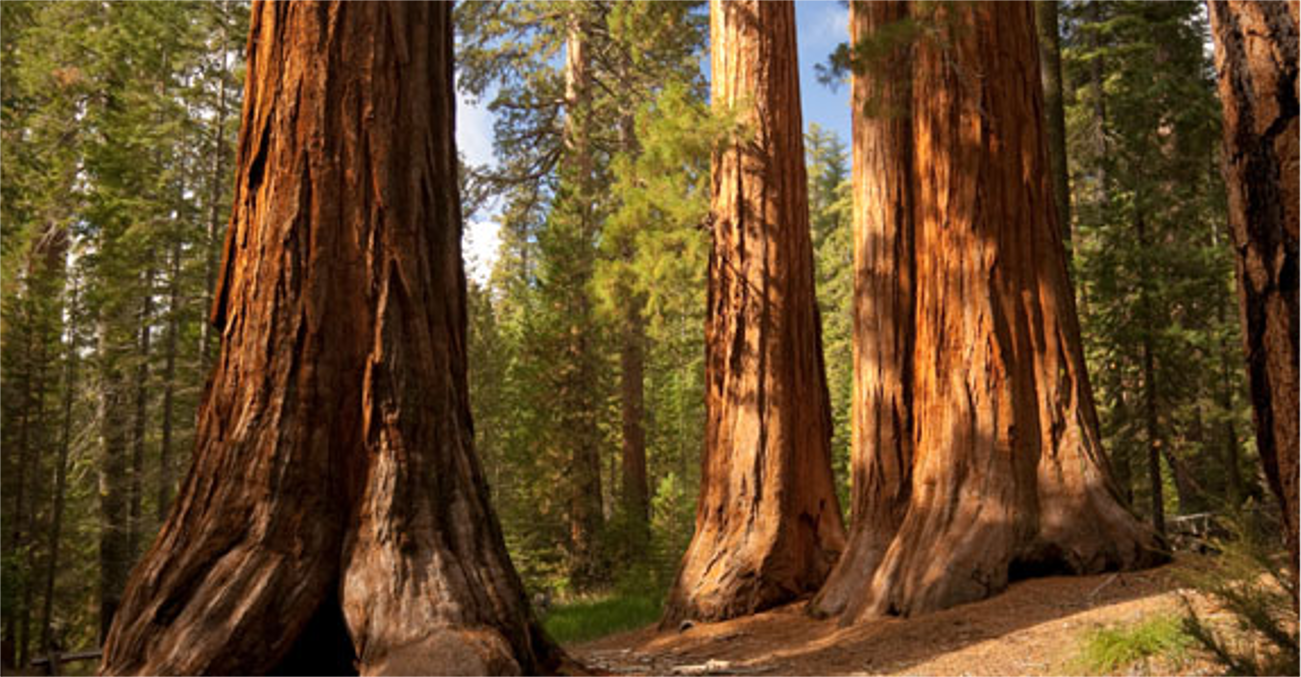Redwood Payroll Services