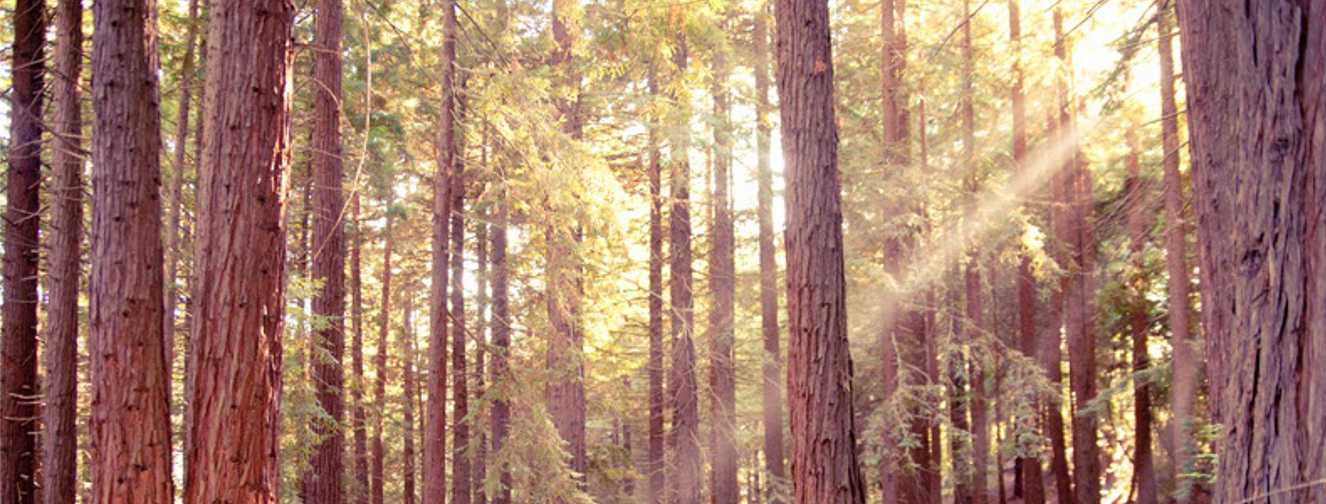 Image of Redwood Payroll Services